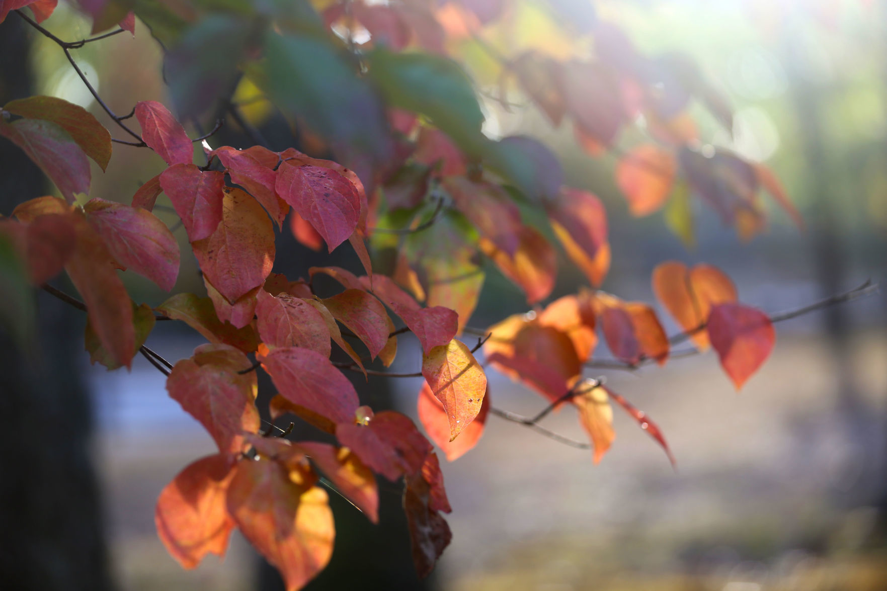 Sunny Fall Foliage